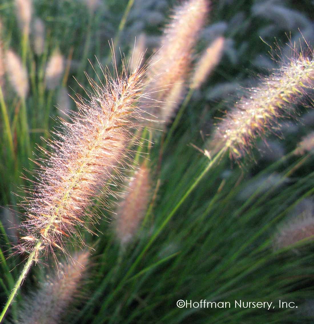 3g Cassian Dwarf Fountain Grass