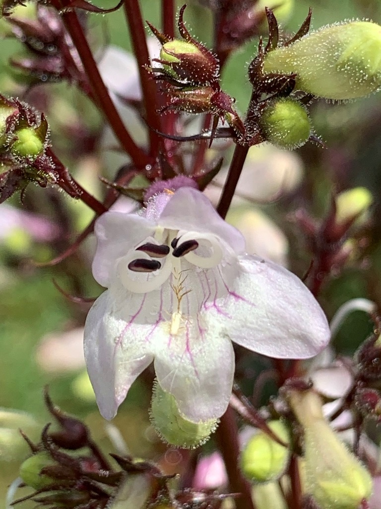 1g Foxglove Beardtongue