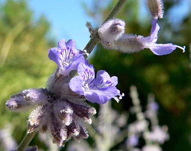 1g Russian Sage