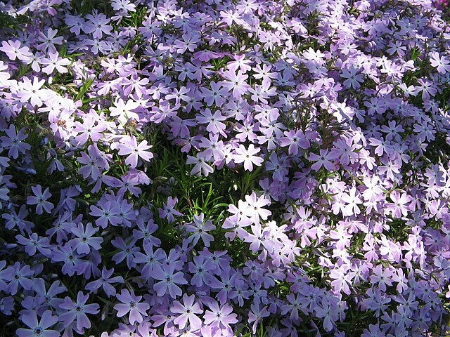 1g Emerald Cushion Blue Phlox