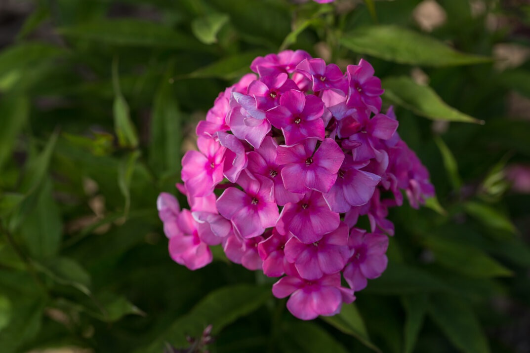 Bubblegum Pink™ Phlox