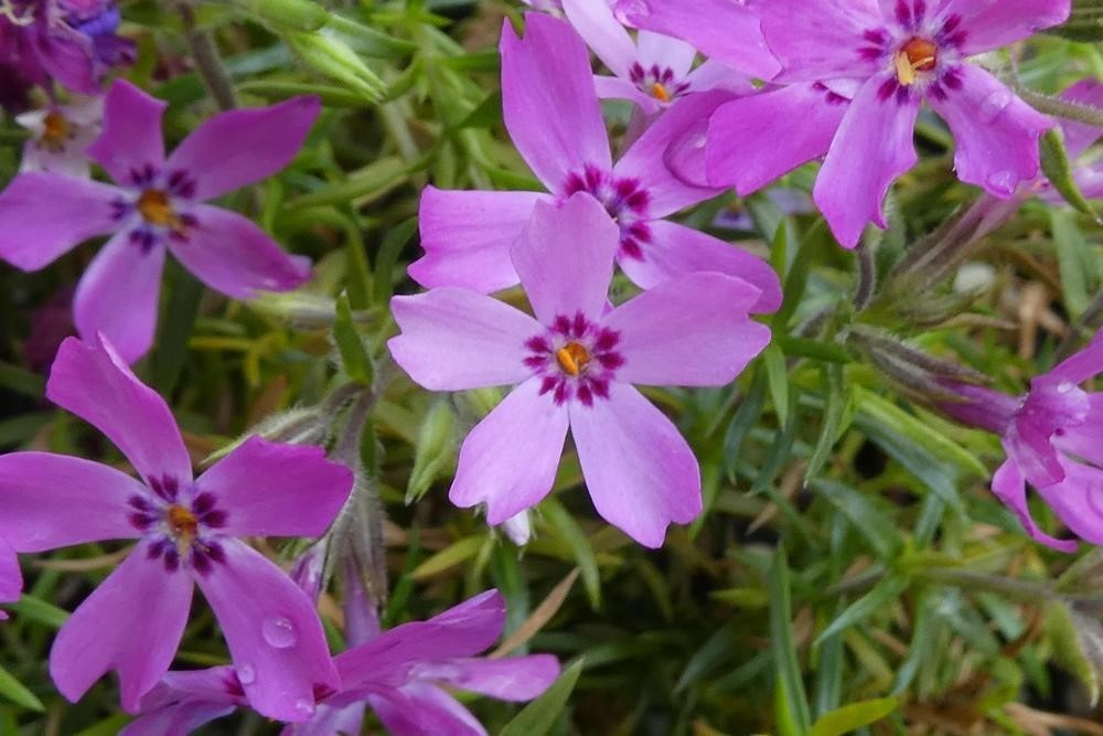 1g Crimson Beauty Creeping Pink Phlox