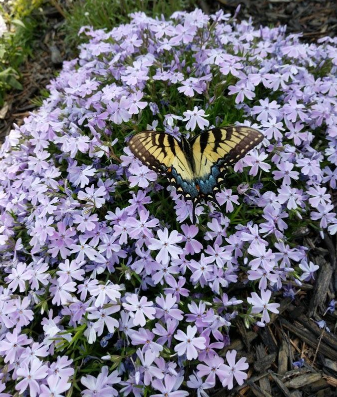 2g Emerald Blue Phlox