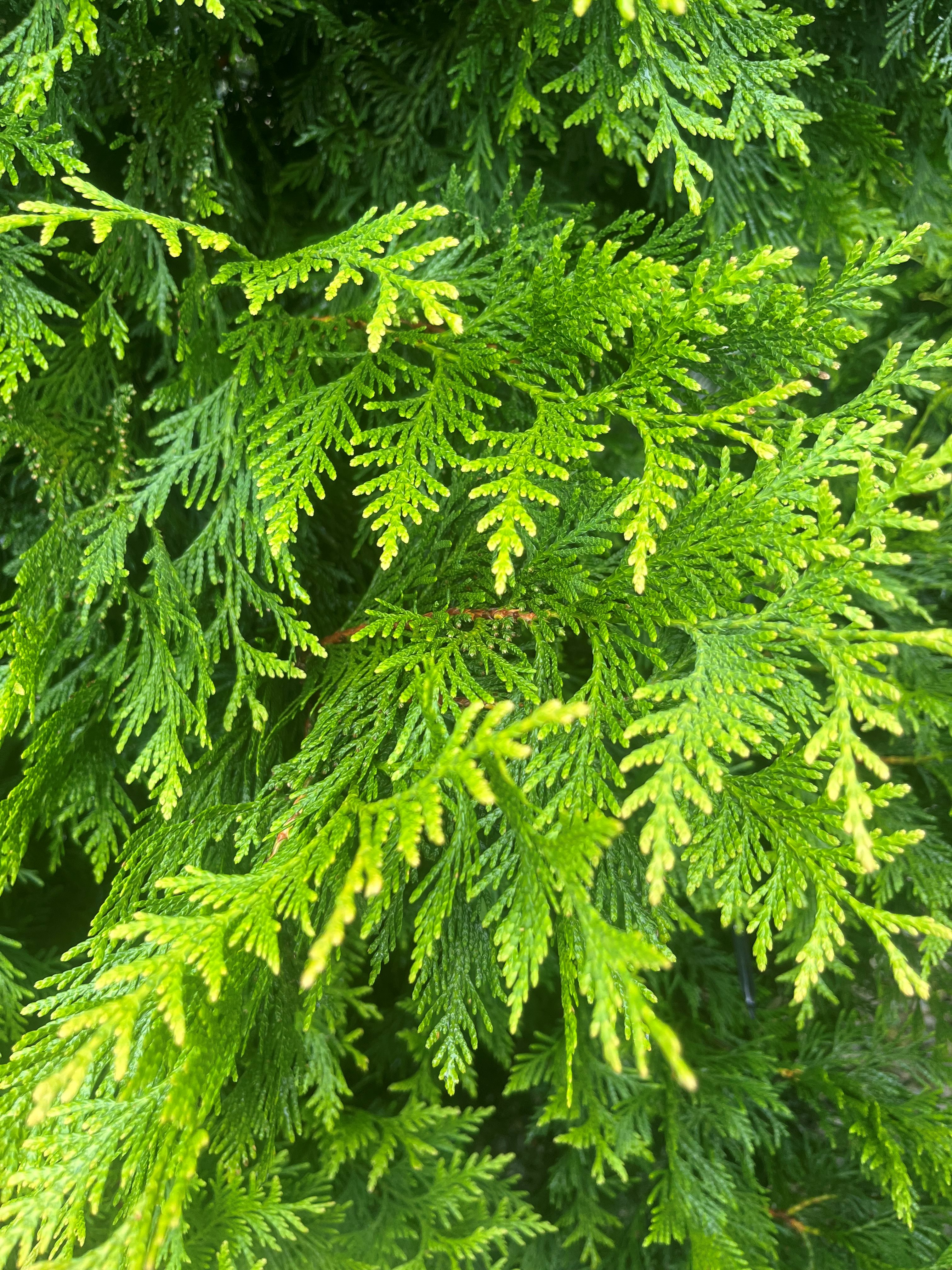 15g Bonafide™ Arborvitae - Propagation Prohibited