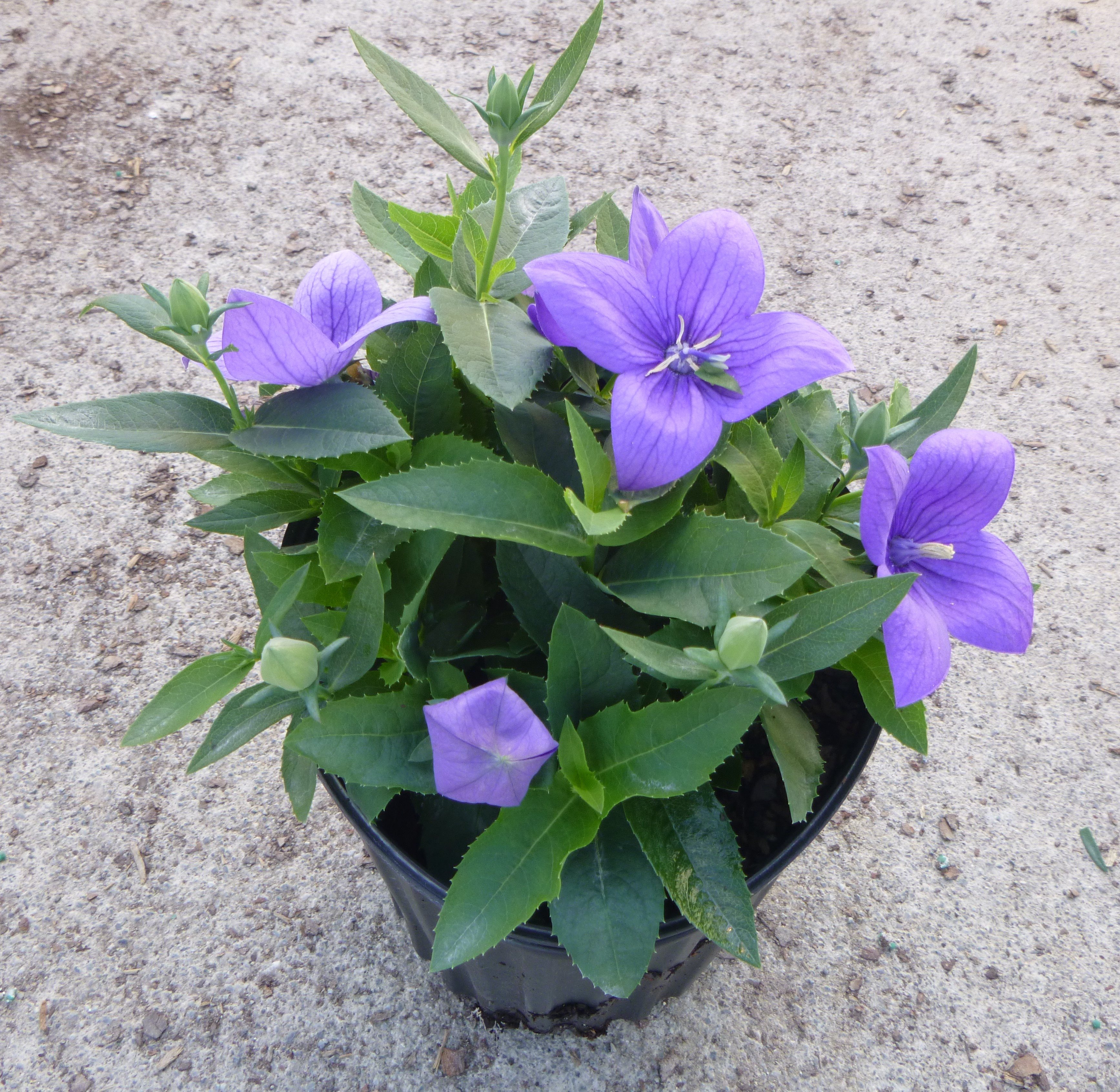 1g Astra Blue Balloon Flower