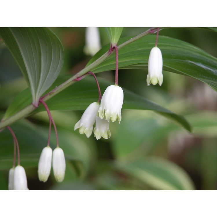 1g Variegated Solomon's Seal