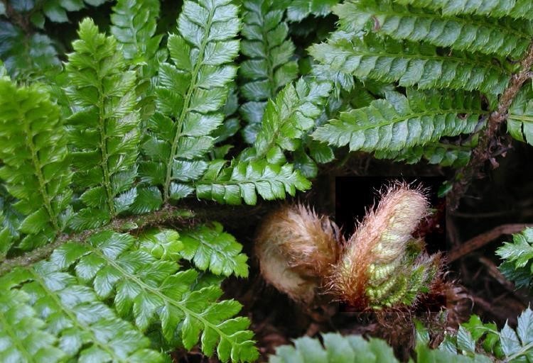 1g Tassel Fern