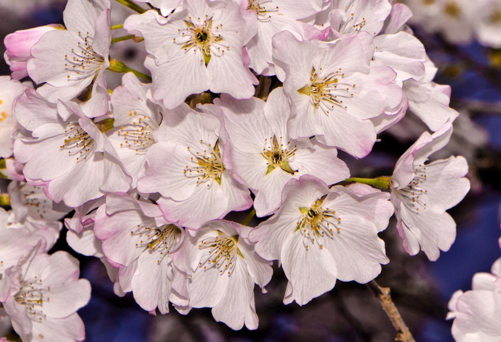 15g Yoshino Akebono Cherry