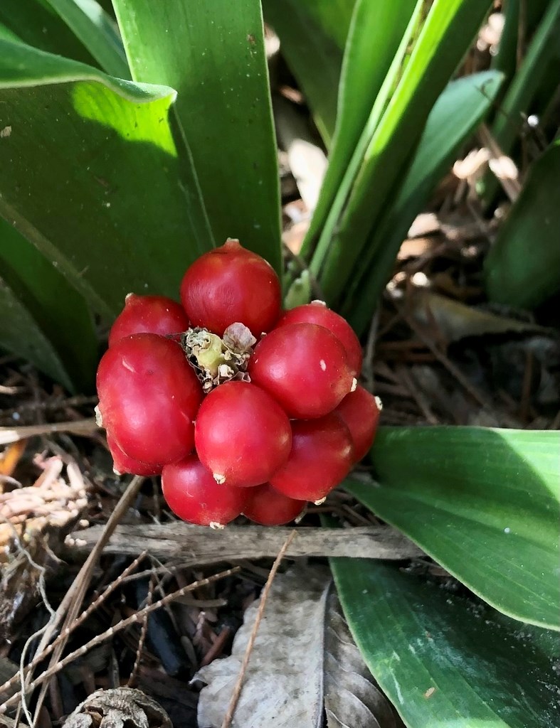 3g Sacred Lily