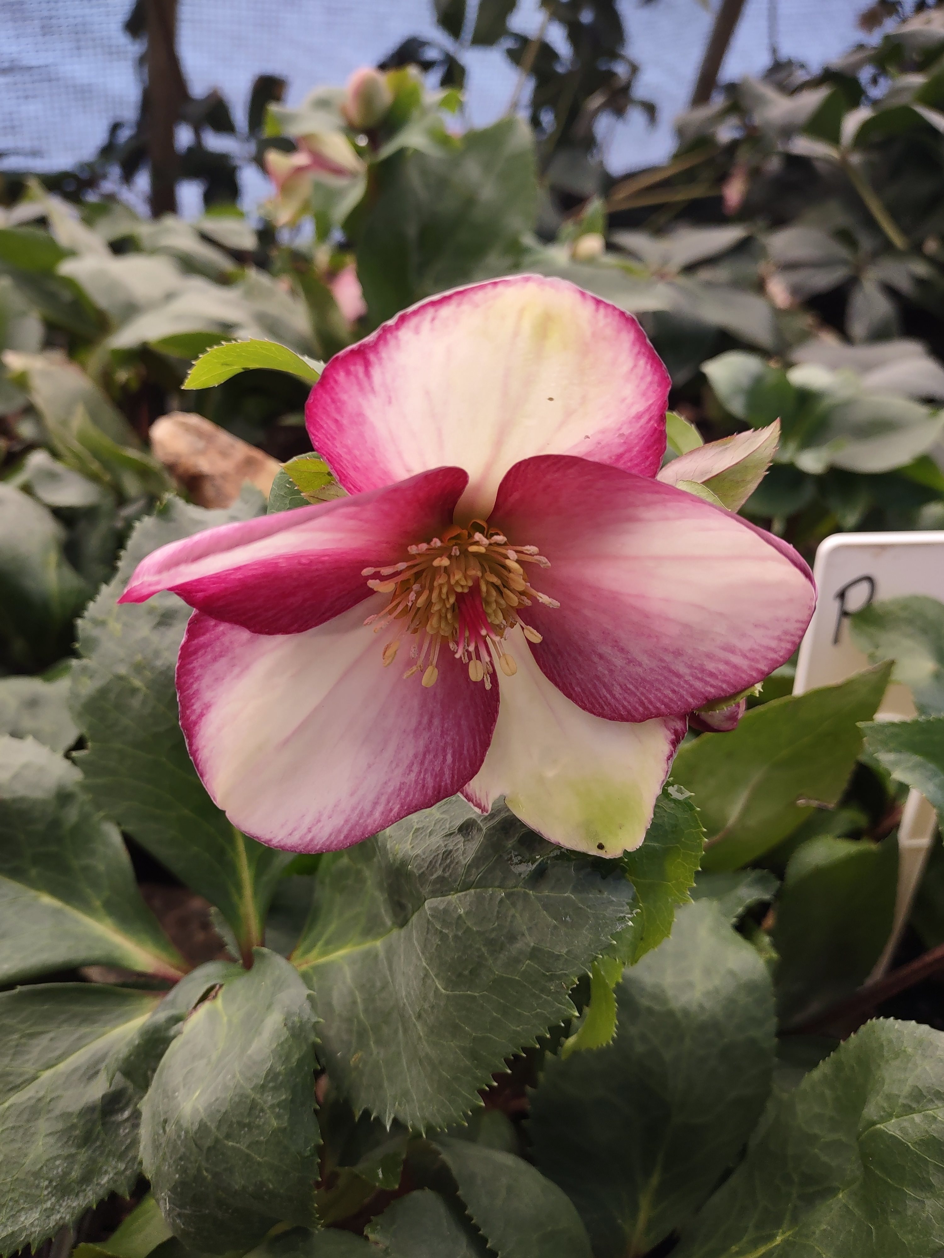 2g  HGC® ICE N' ROSES® Rosado Lenten Rose