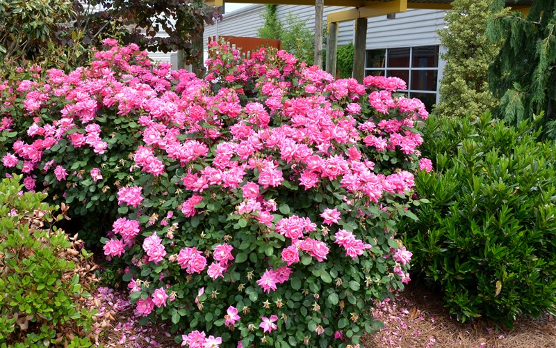 3g Double Pink Knock Out® Rose