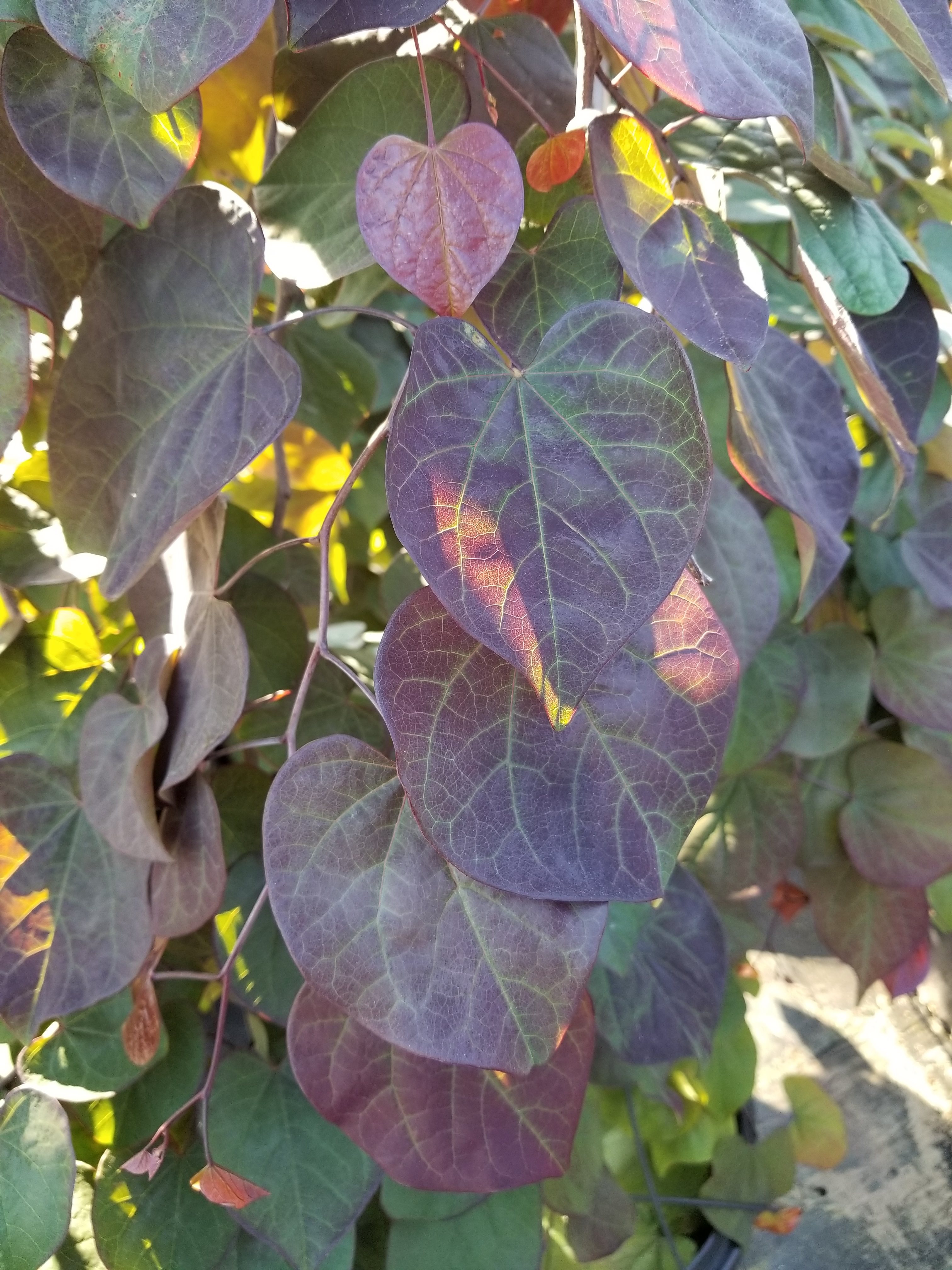 15g Ruby Falls Weeping Redbud