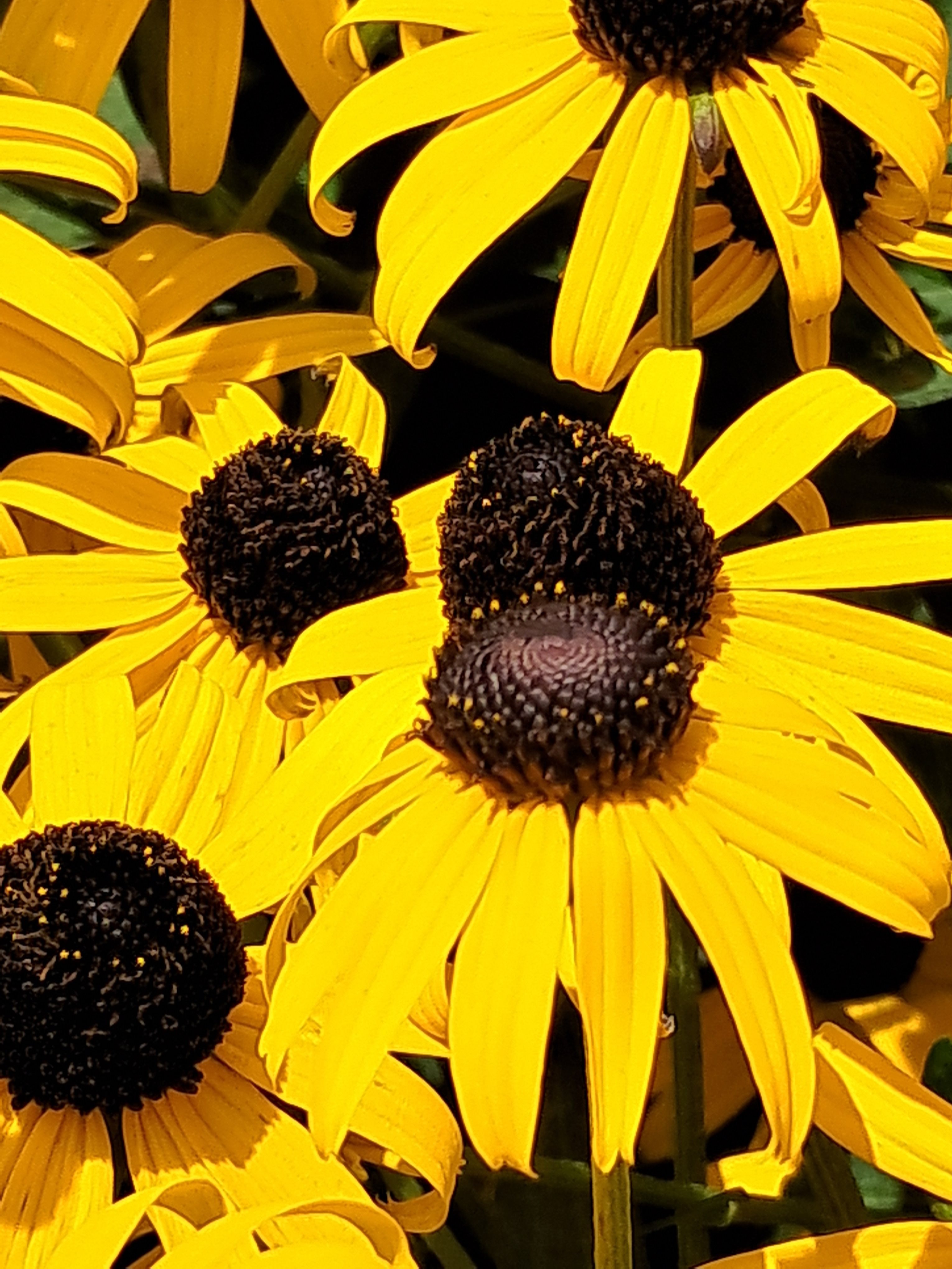 2g Goldblitz Black-Eyed Susan