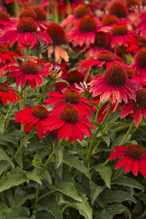 2g Sombrero®  Adobe Salsa Red Coneflower