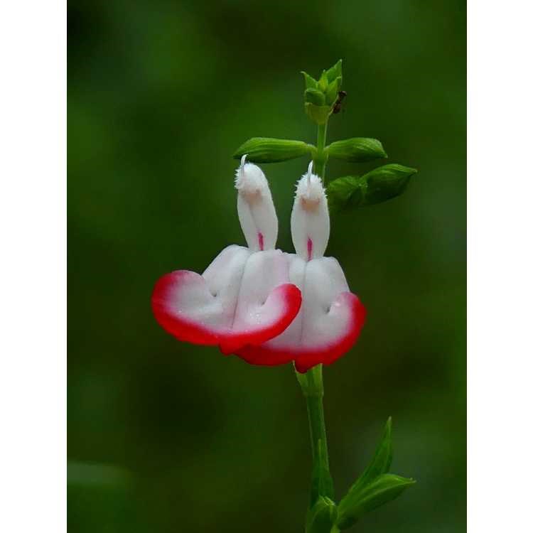 2g Hot Lips Salvia