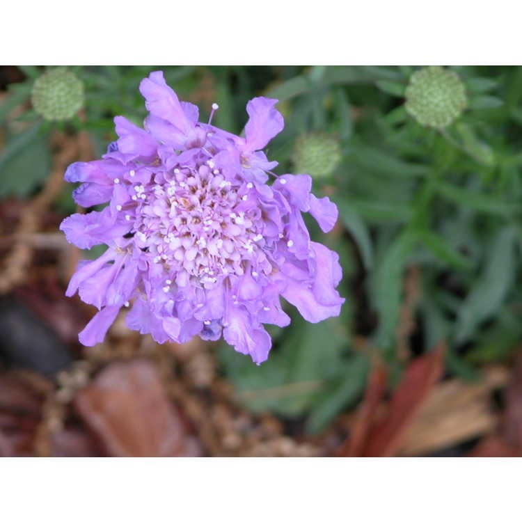 Butterfly Blue Pincushion