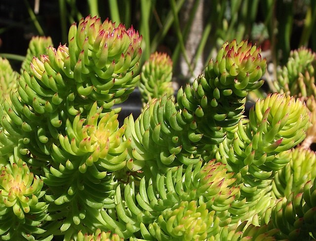 2g Angelina Sedum