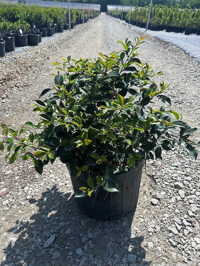 7g Shishigashira Fall Blooming Camellia