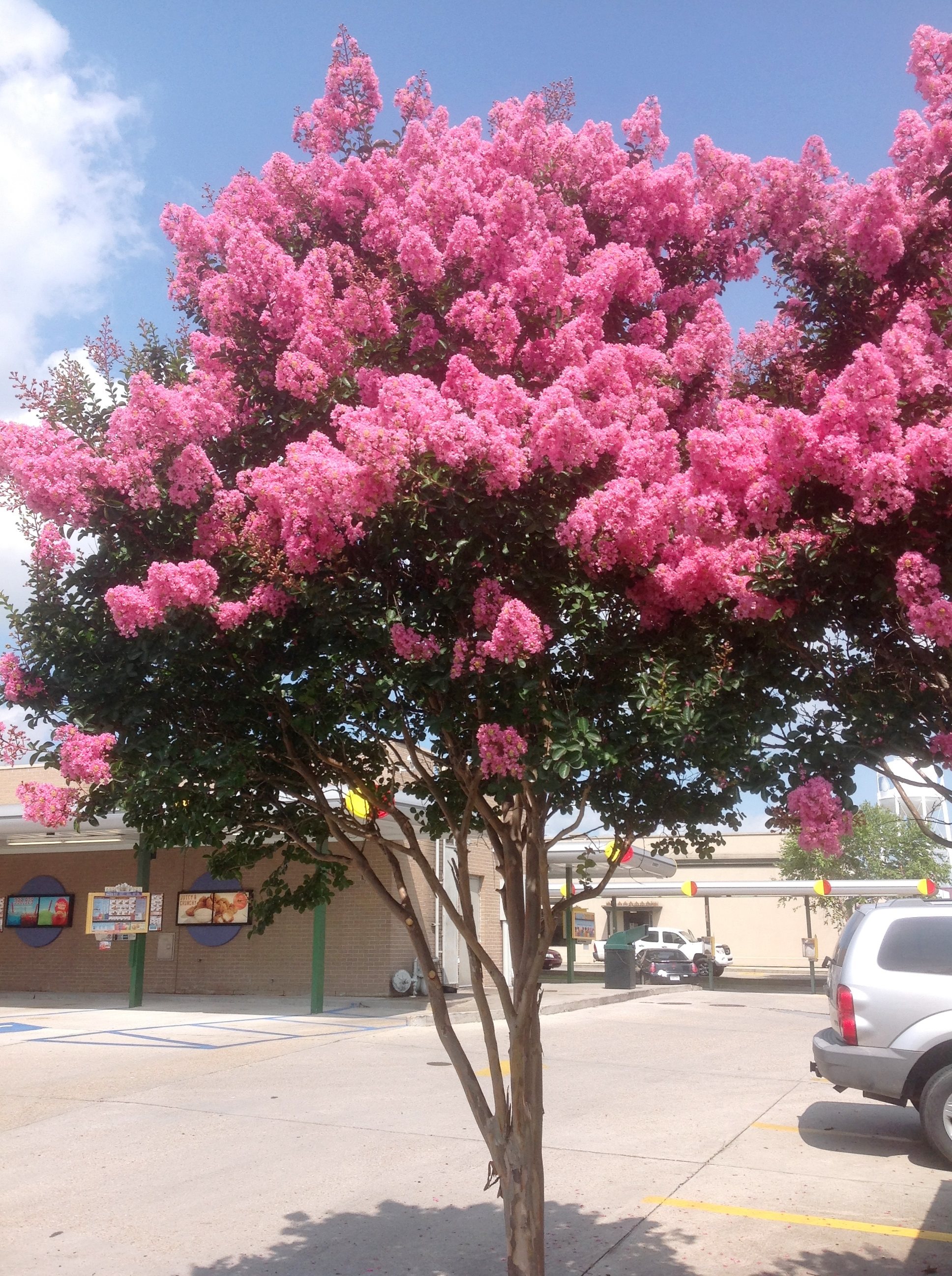 25g Sioux Crape Myrtle