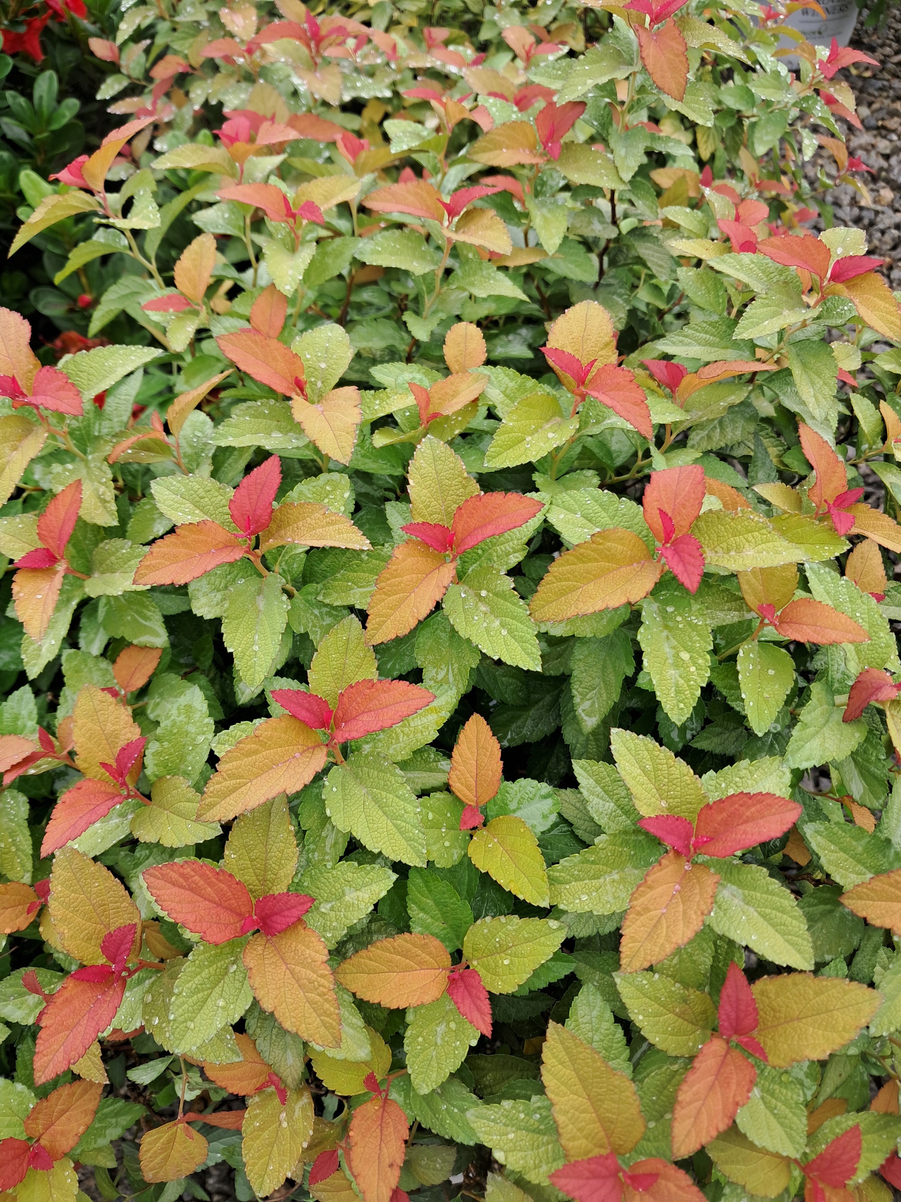 3g  PW® ColorChoice® Candy Corn® Spiraea