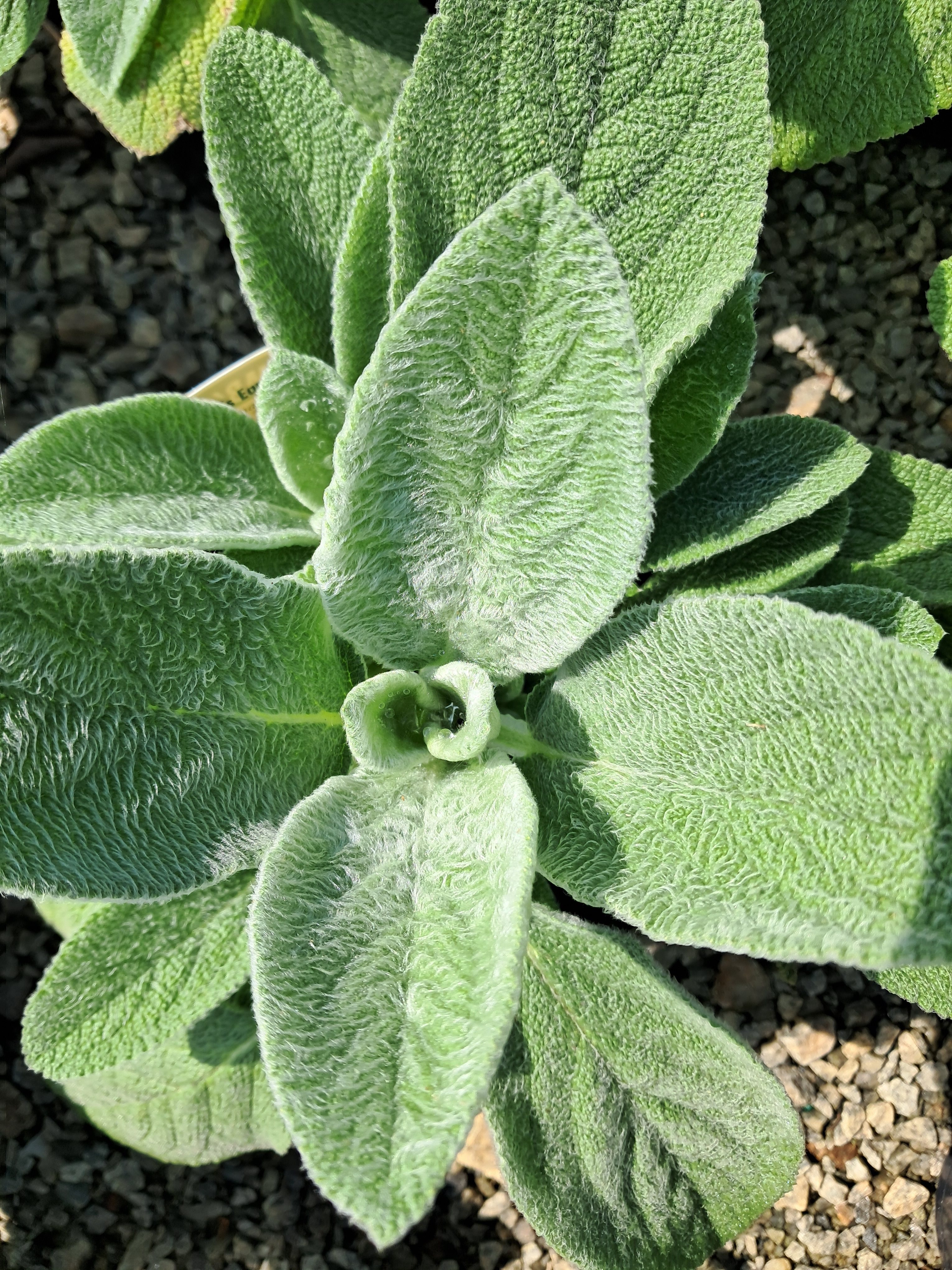1g Silver Carpet Lamb's Ear