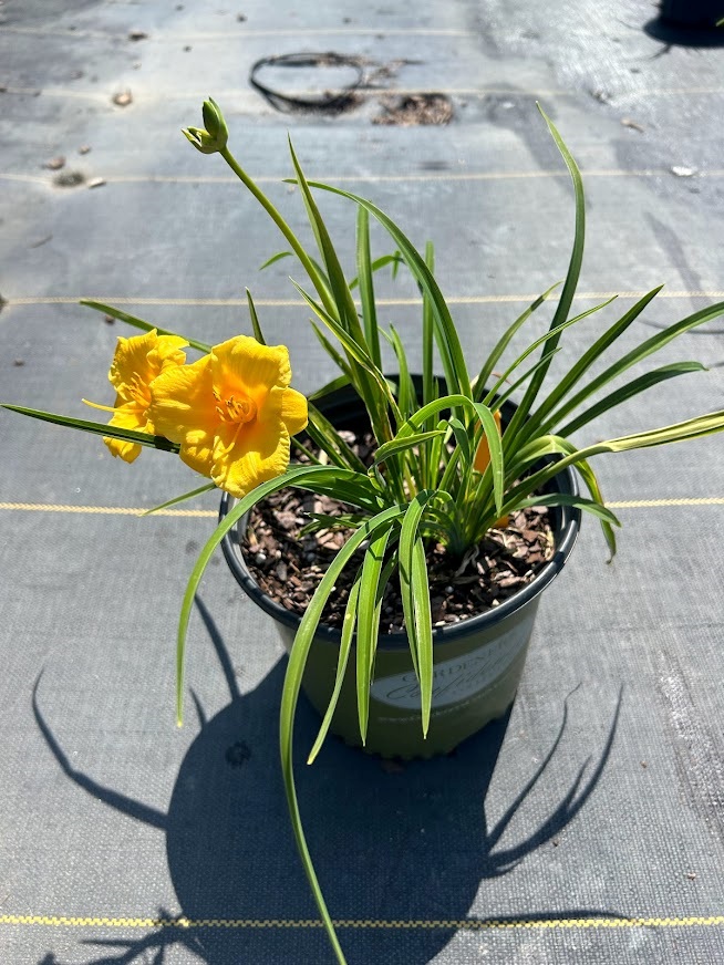 1g Stella d'Oro Daylily