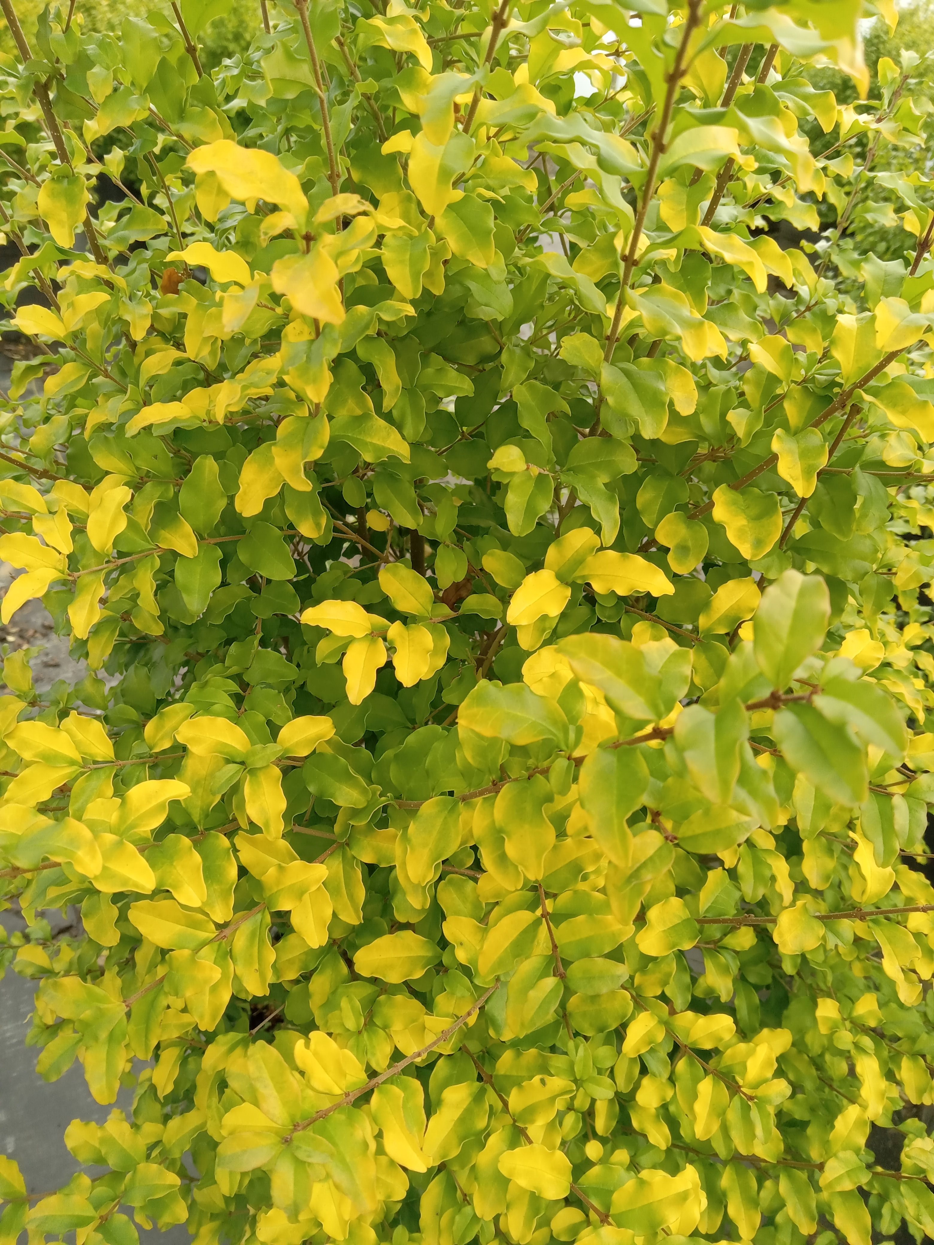 3g 'Sunshine' Ligustrum