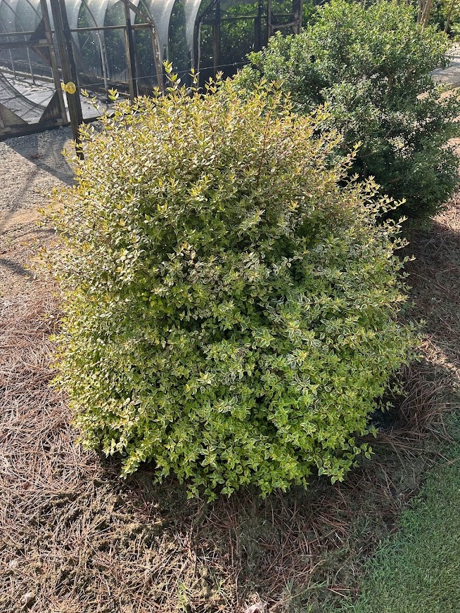 3g Sunshine Daydream Abelia