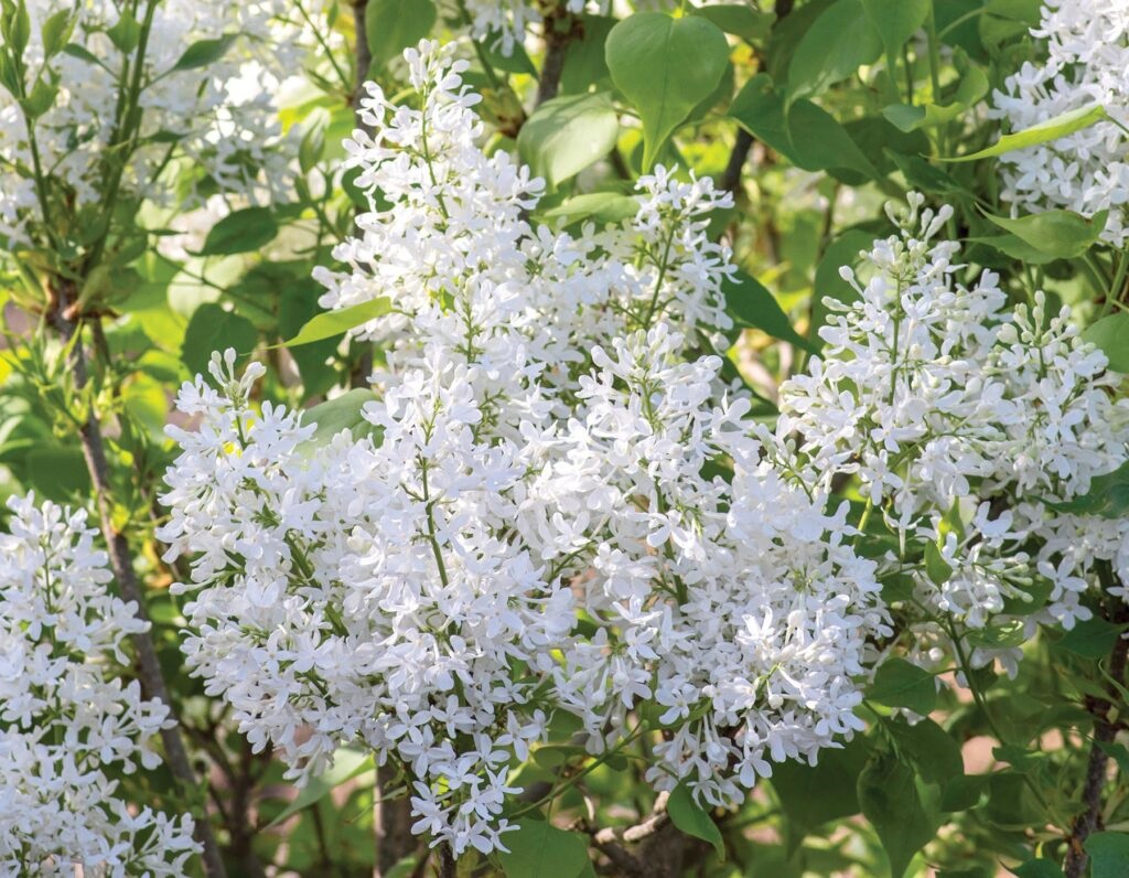 New Age™ White Lilac