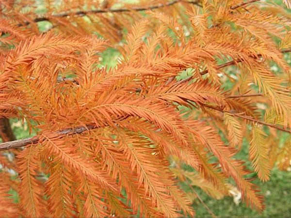 25g Bald Cypress