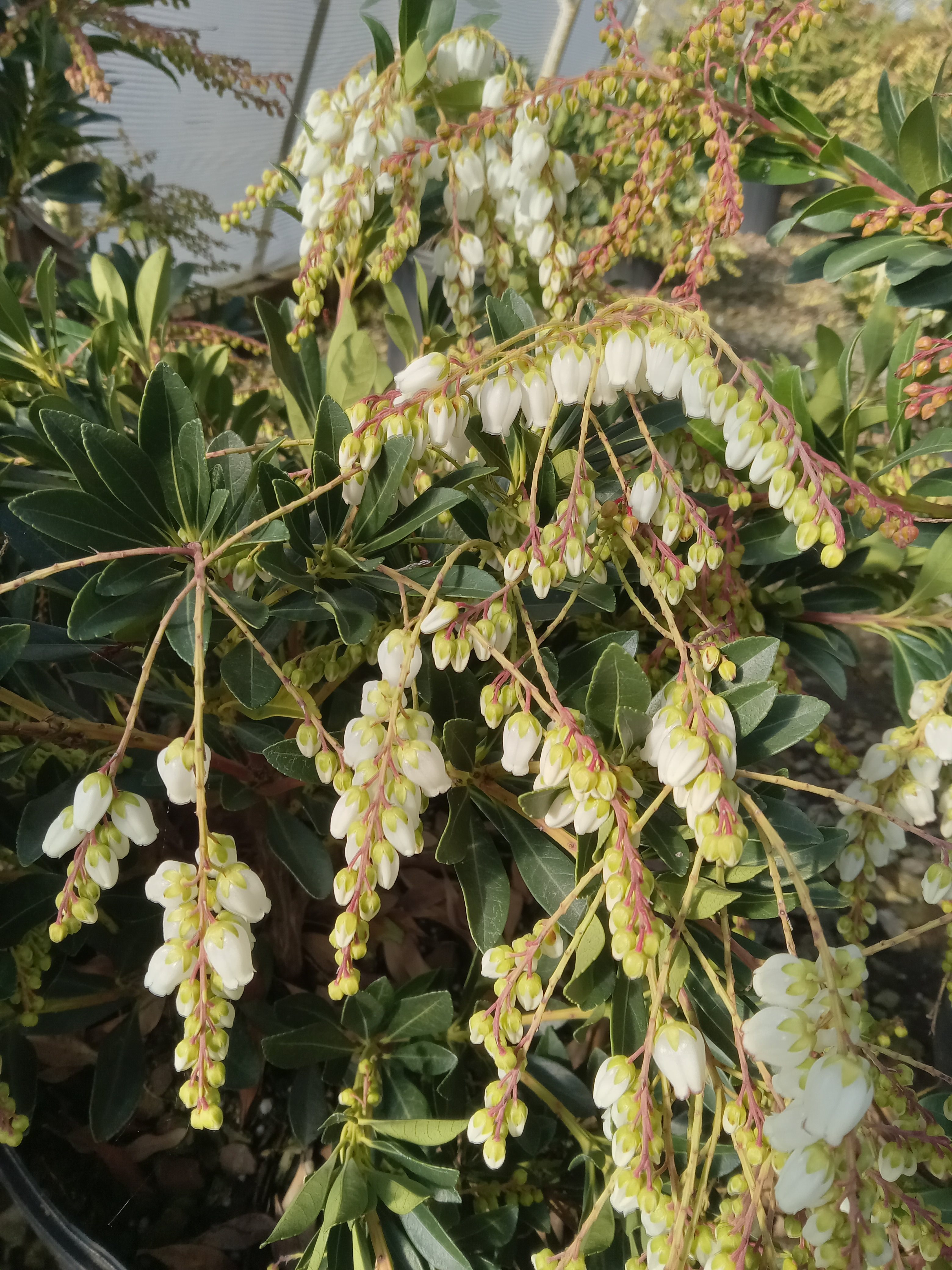 3g Temple Bells Japanese Pieris