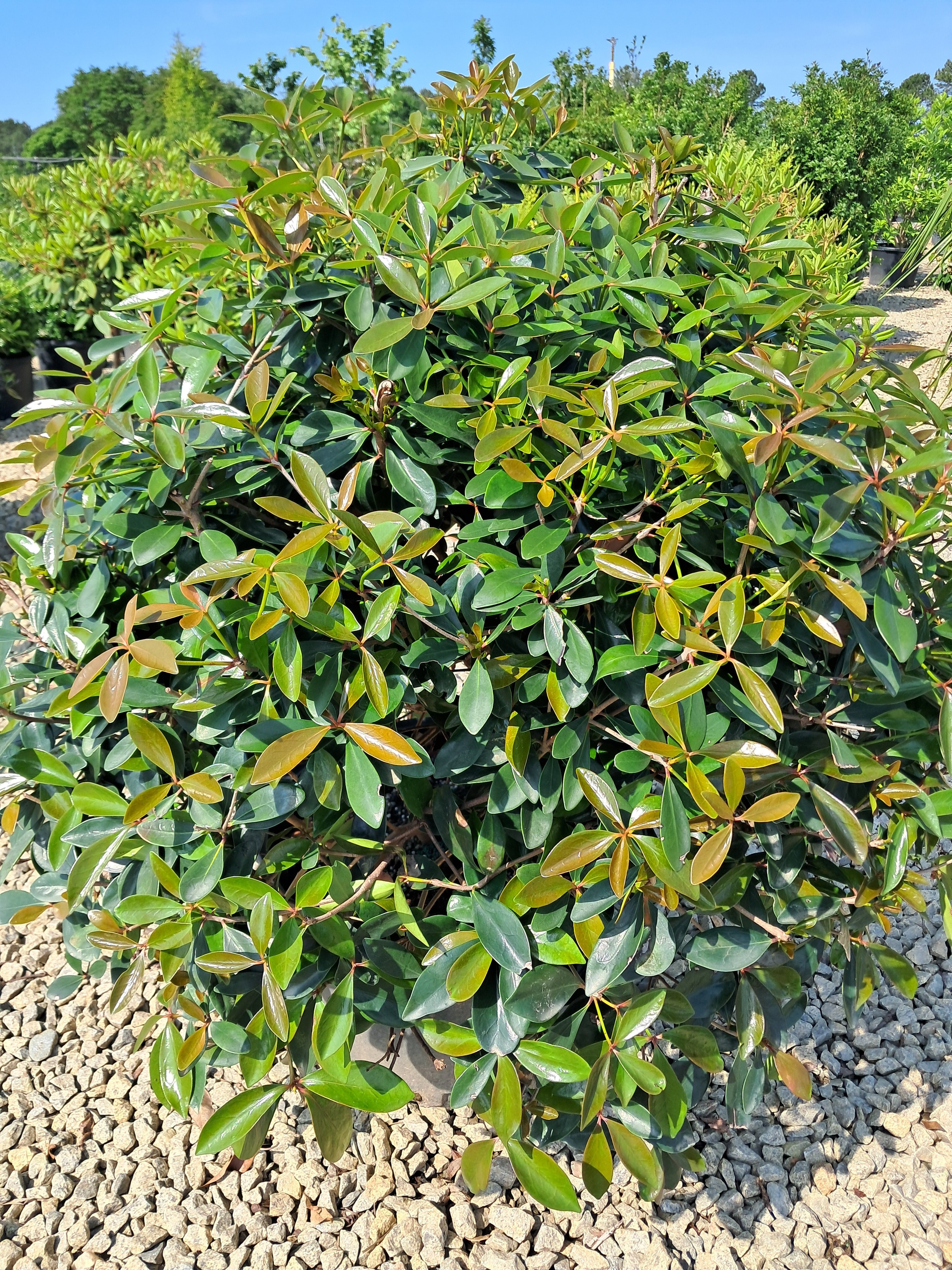 10g Japanese Cleyera