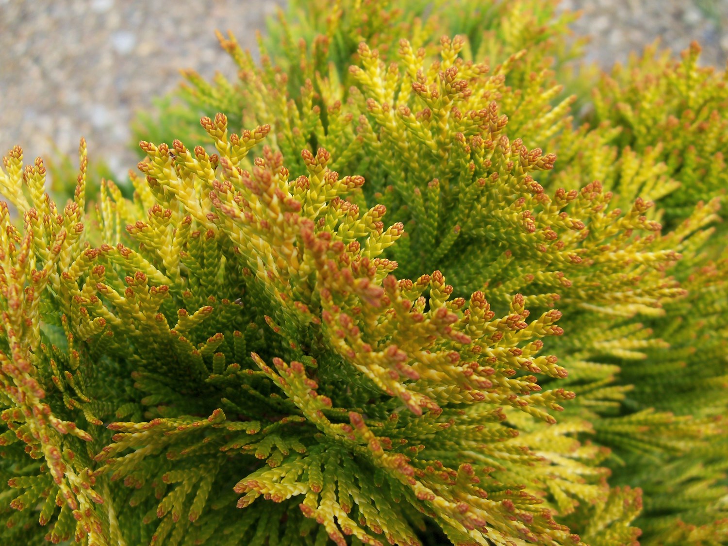 15g Highlights™ Arborvitae