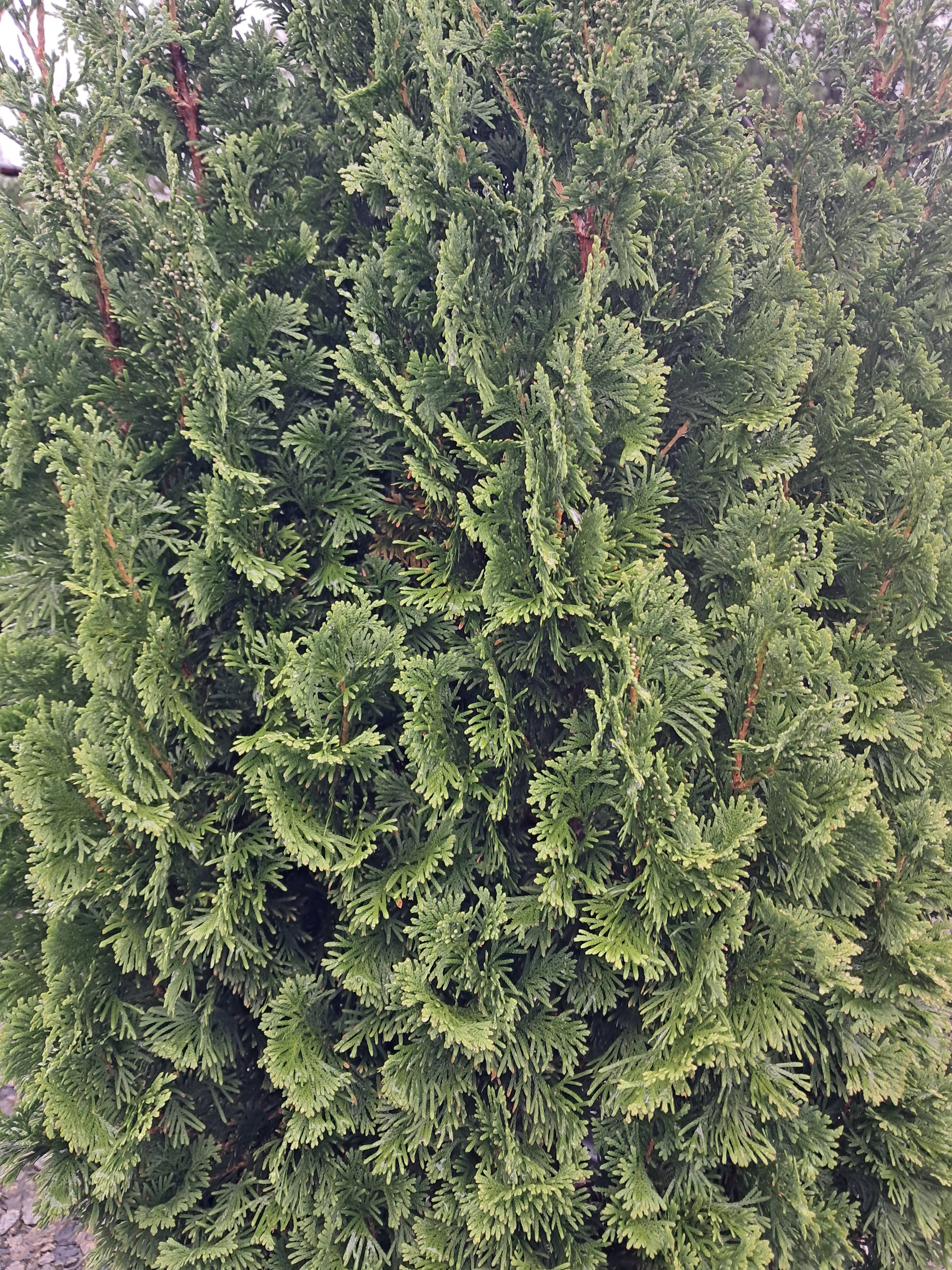 15g Degroot's Spire Eastern Arborvitae