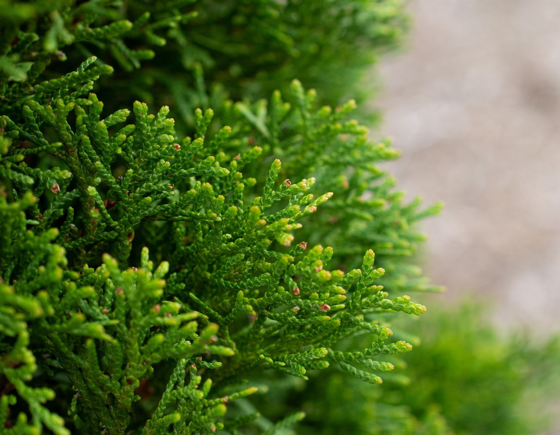 25g Emerald Squeeze™ Arborvitae