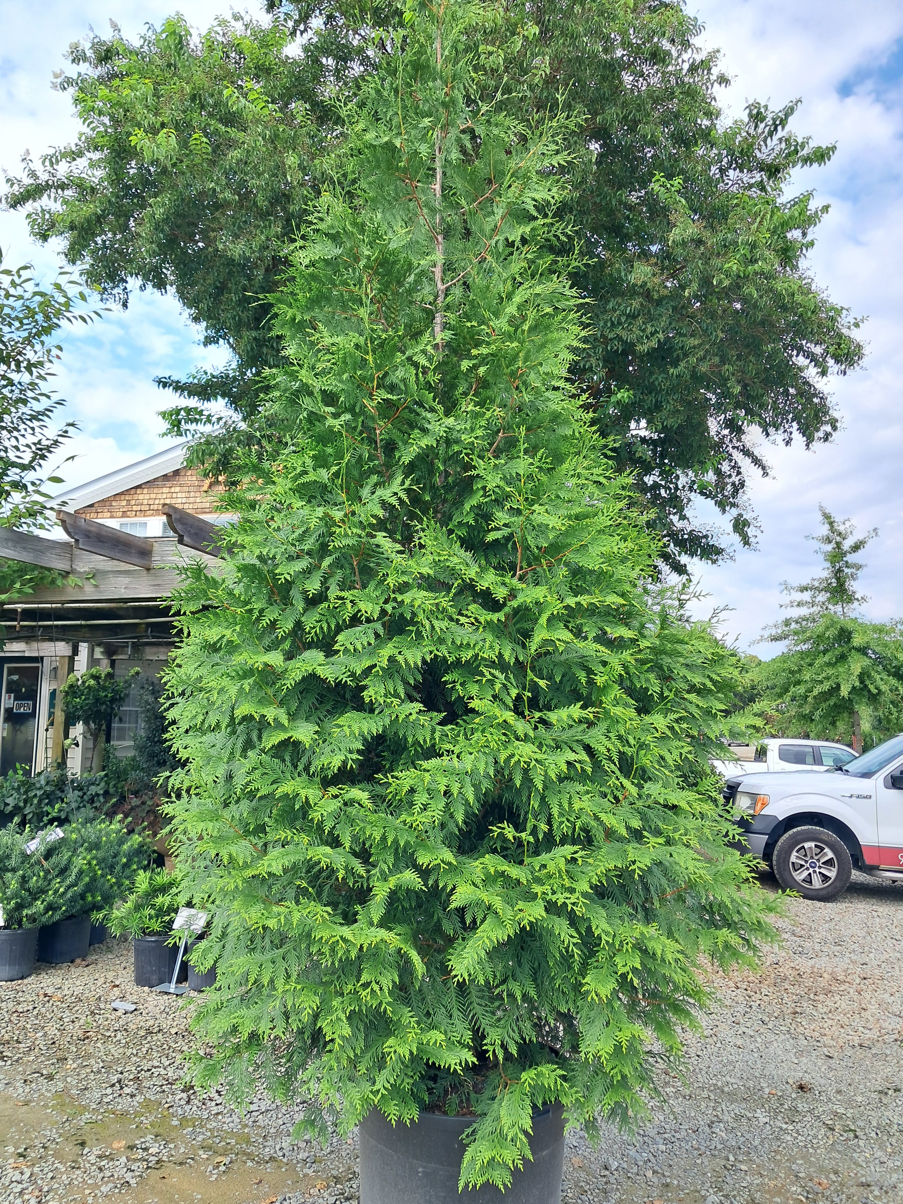 25g Green Giant Western Arborvitae