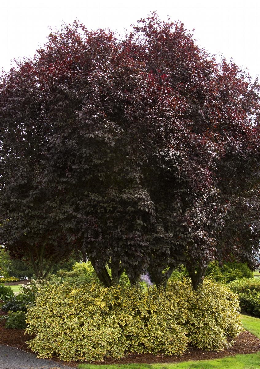 10g Thundercloud Purpleleaf Plum