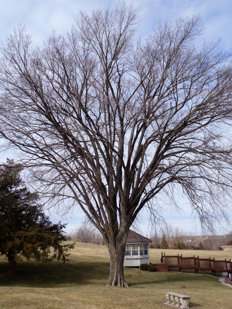 25g Princeton Elm