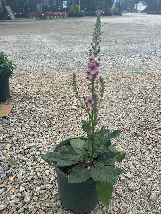 2g Southern Charm Verbascum