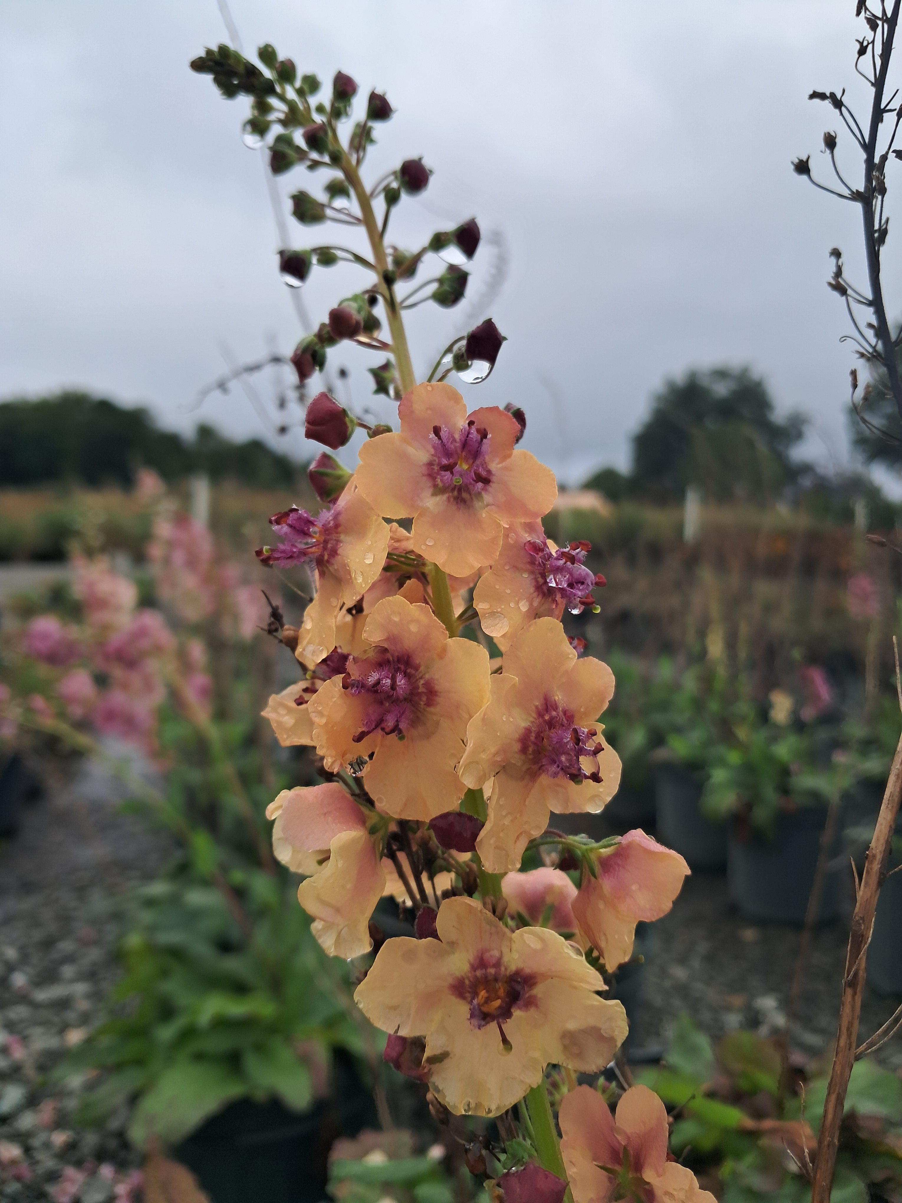 2g Southern Charm Verbascum