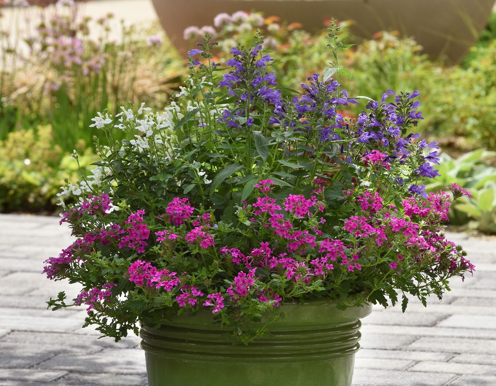 2g Homestead Hot Pink Verbena