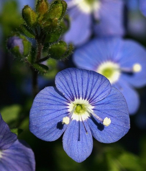 2g Georgia Blue Veronica