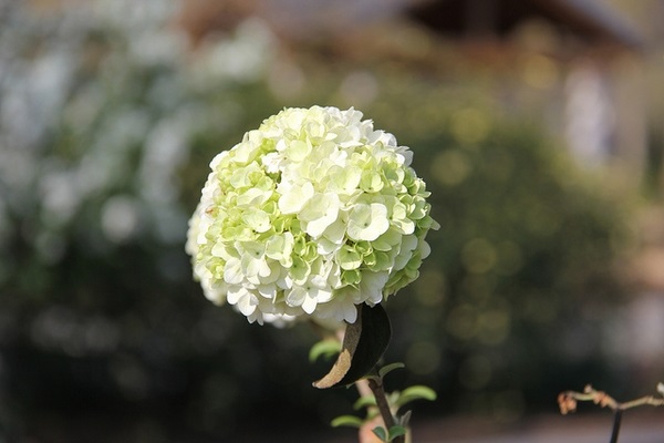 7g Chinese Snowball Viburnum