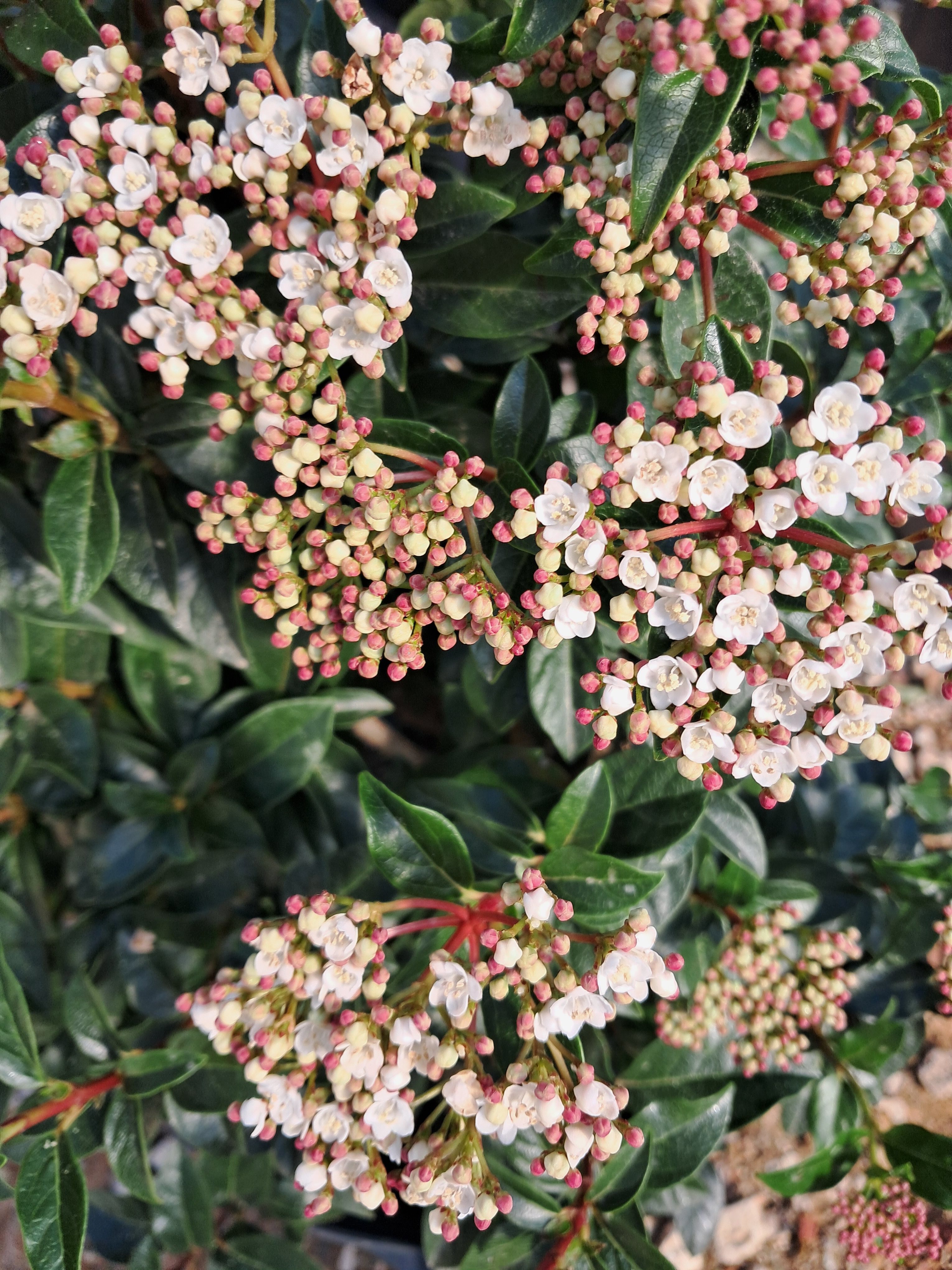 7g Compact Laurustinus Viburnum