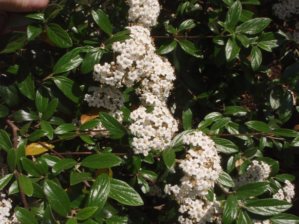 3g Conoy Viburnum
