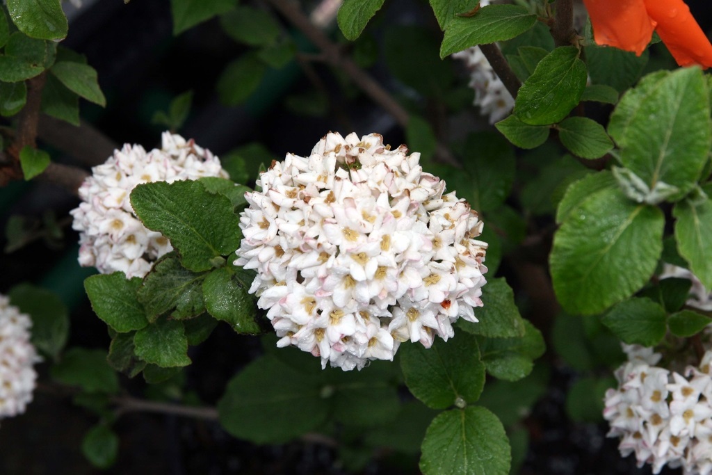 5g Cayuga Viburnum