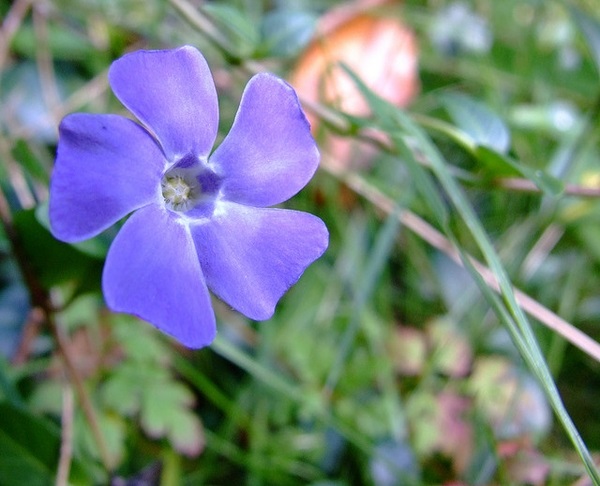 Flat - Bowles Periwinkle (Vinca)