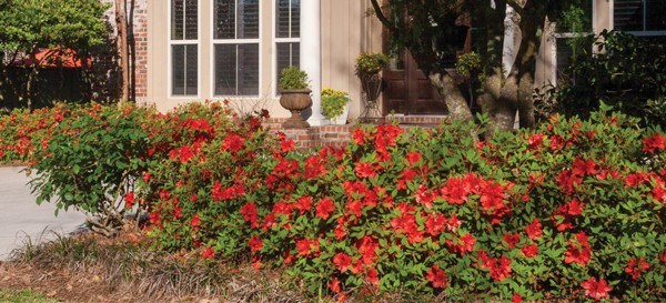 3g Encore Autumn Sunset Reblooming Azalea