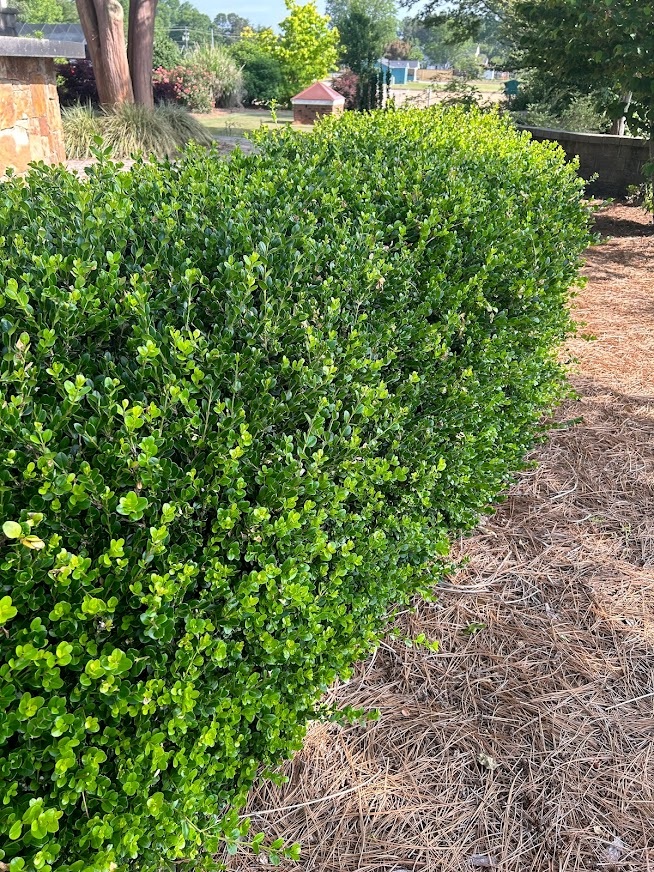 7g Winter Gem Littleleaf Boxwood