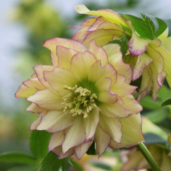 2g Wedding Party® Series First Dance Lenten Rose